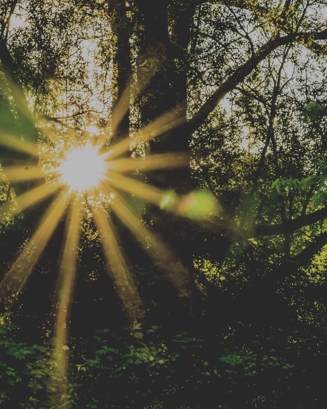 Sonnenlicht im Wald