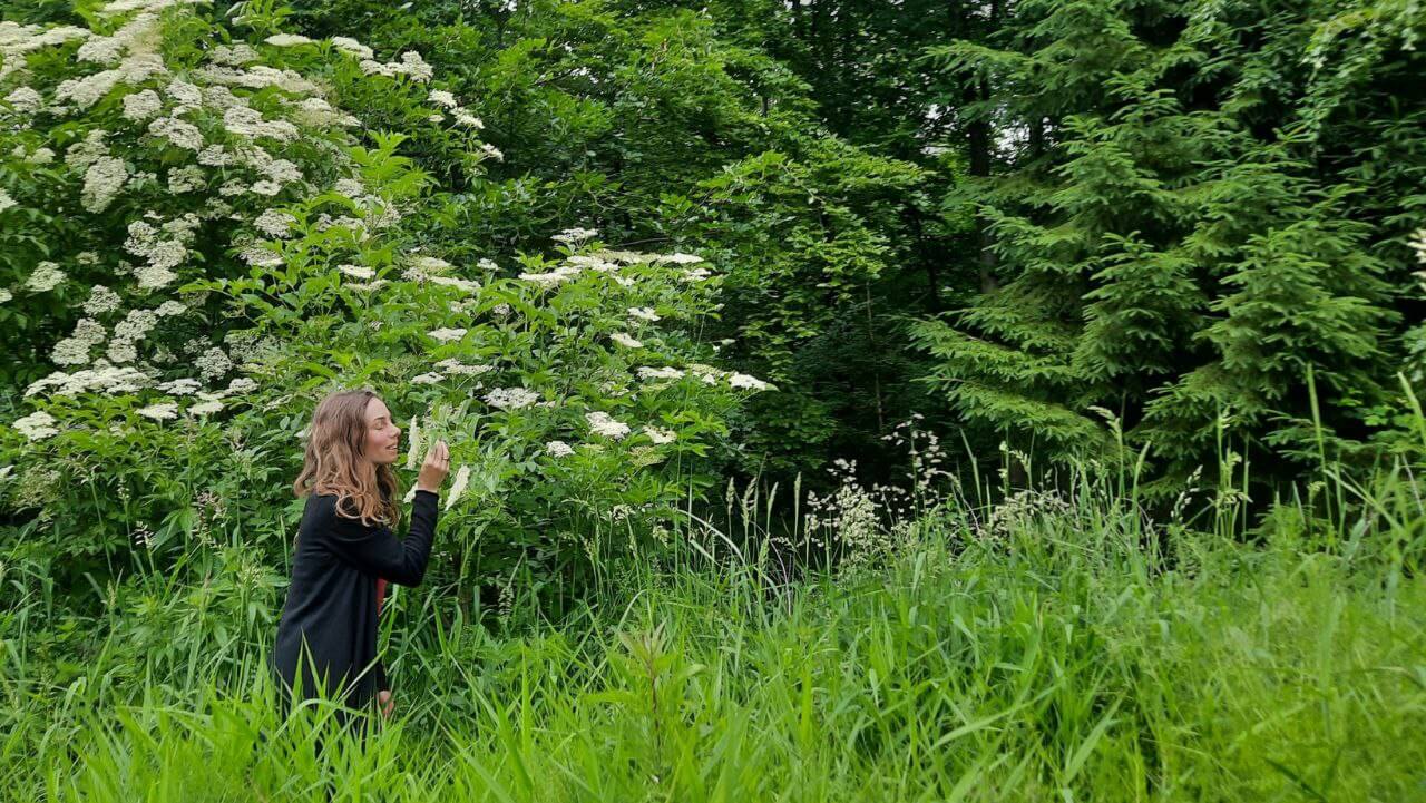 bluehender Holunderstrauch