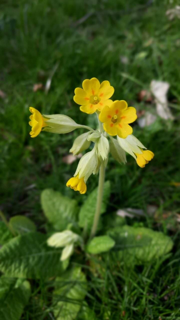 Primula veris