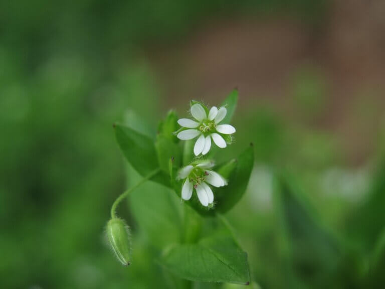 Stellaria media