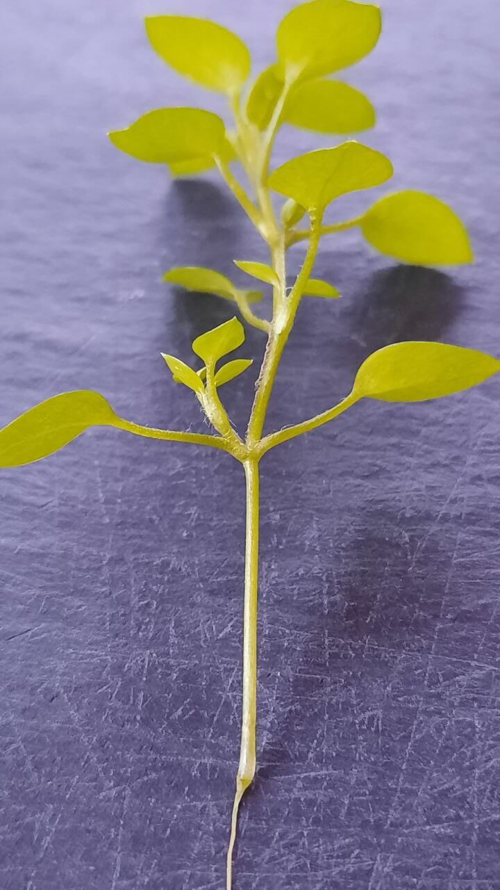 Vogelmiere_Stellaria media