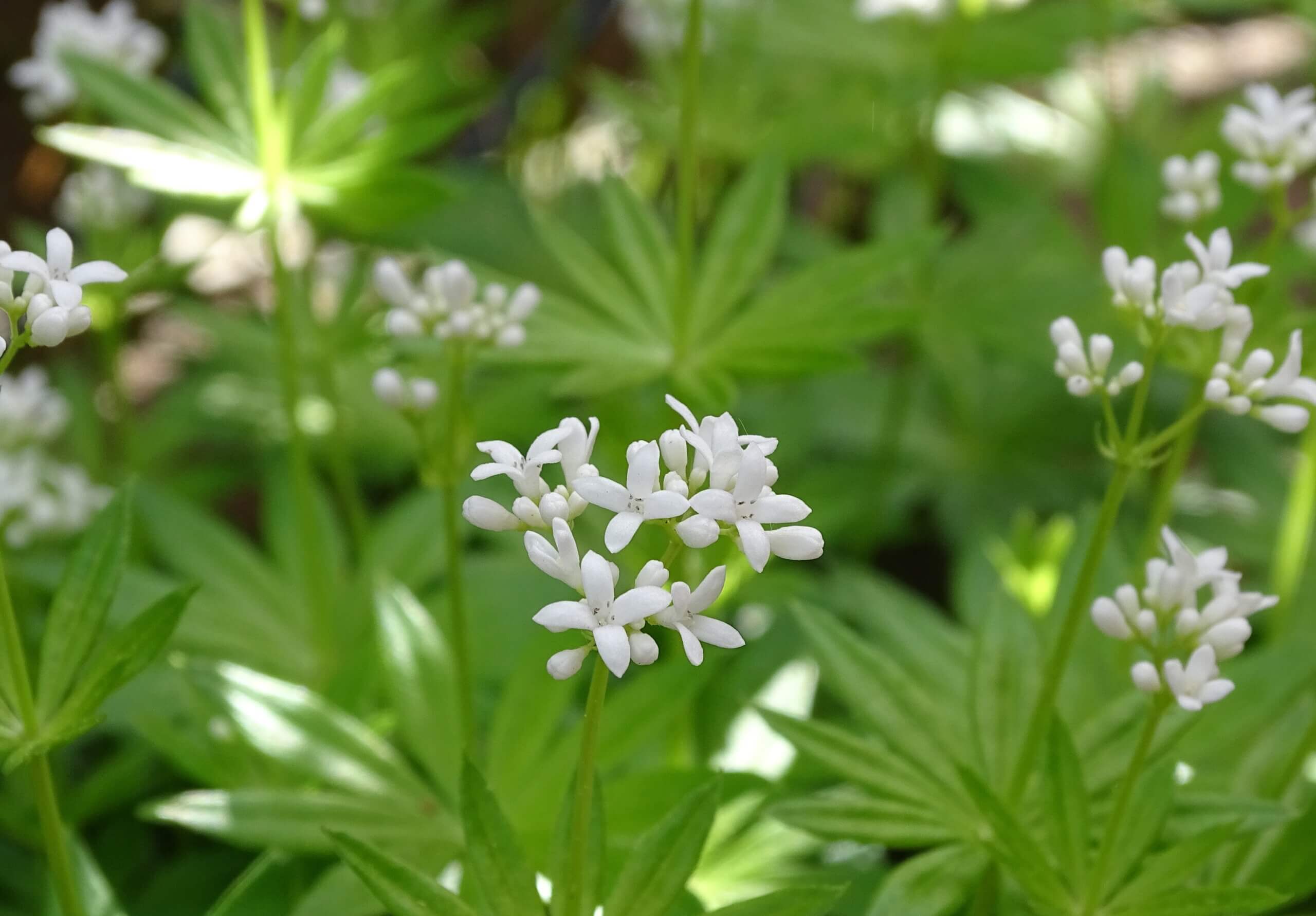 Waldmeister