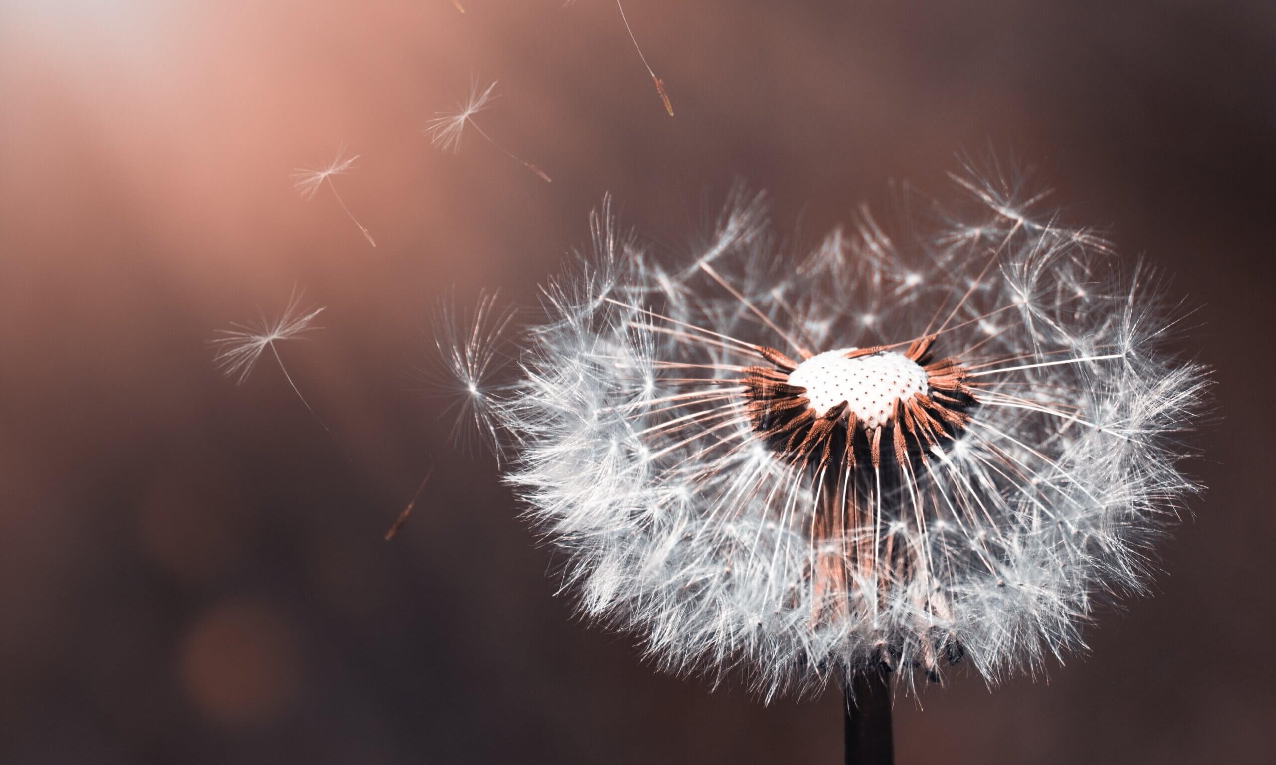 Pusteblume