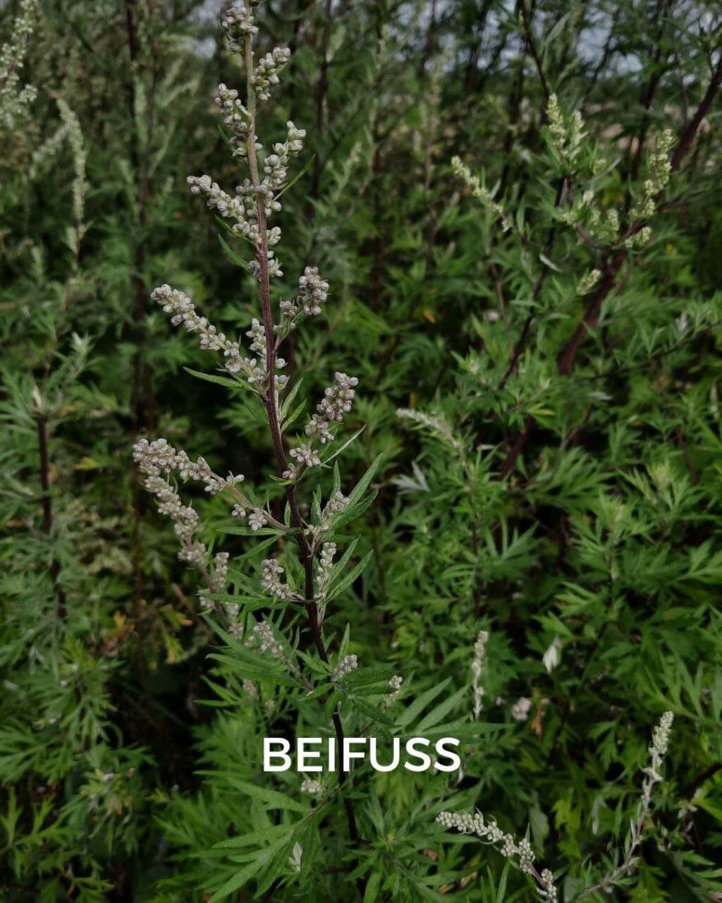Beifuß