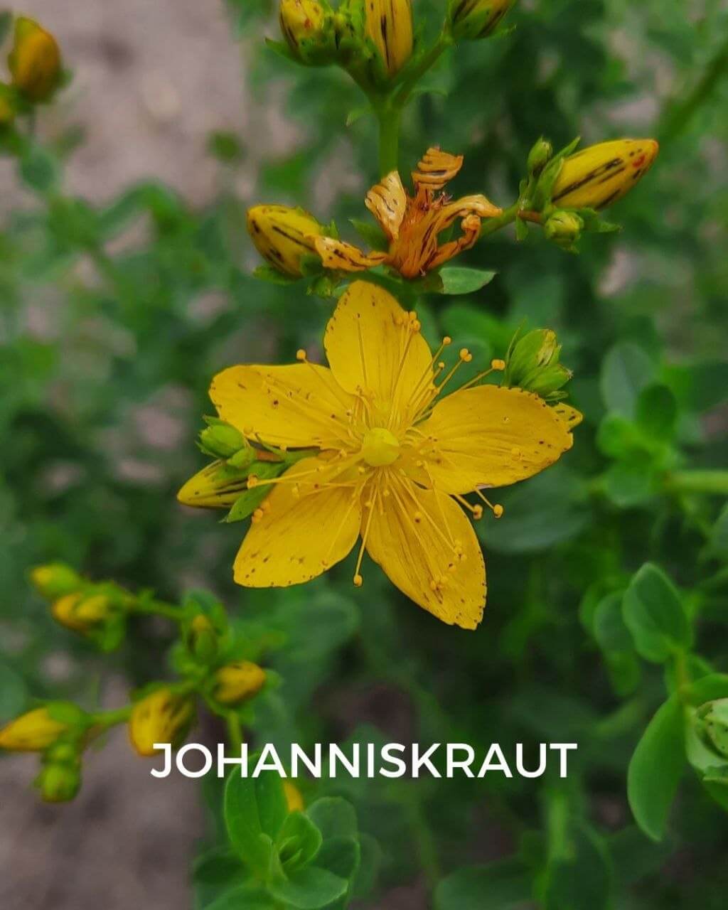 Johanniskraut