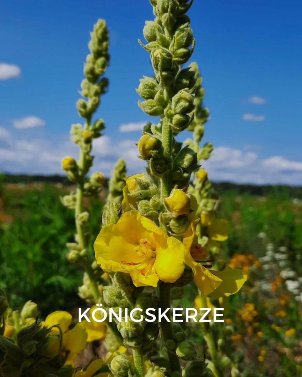 Koenigskerze