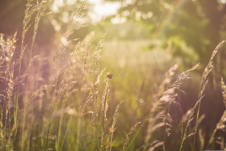 Sommersonnenwende