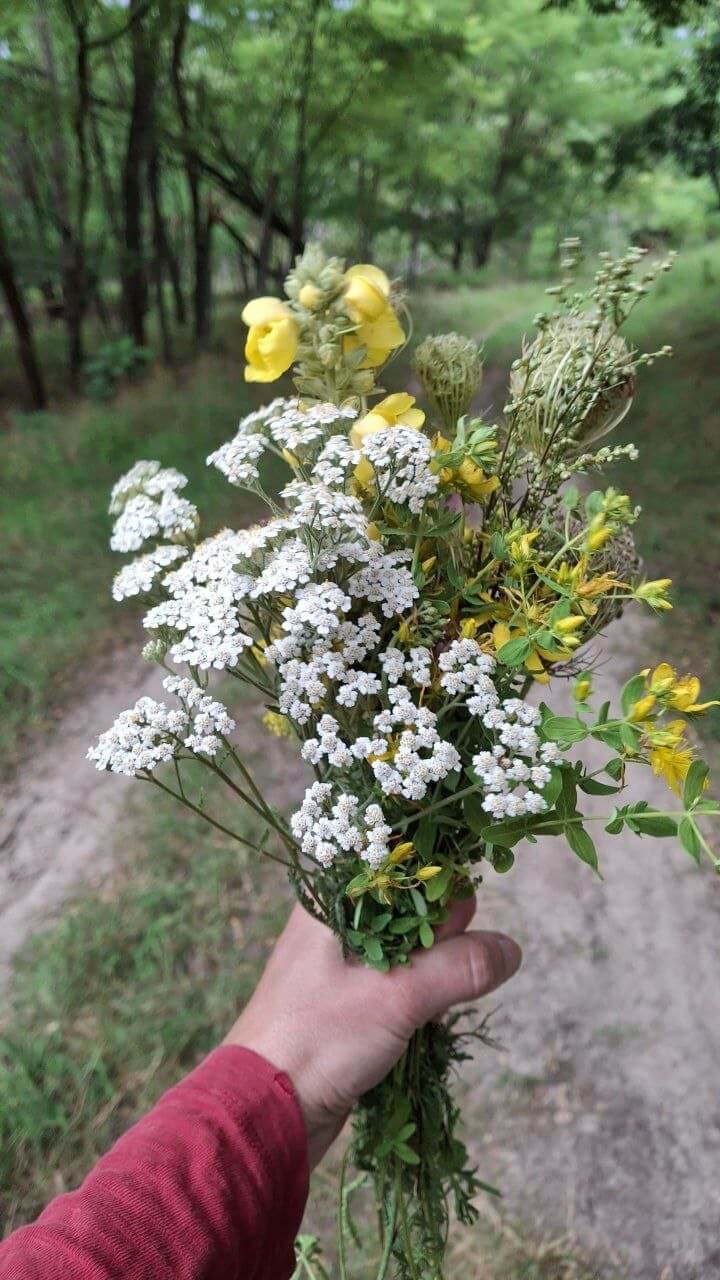 Kräuterbuschen