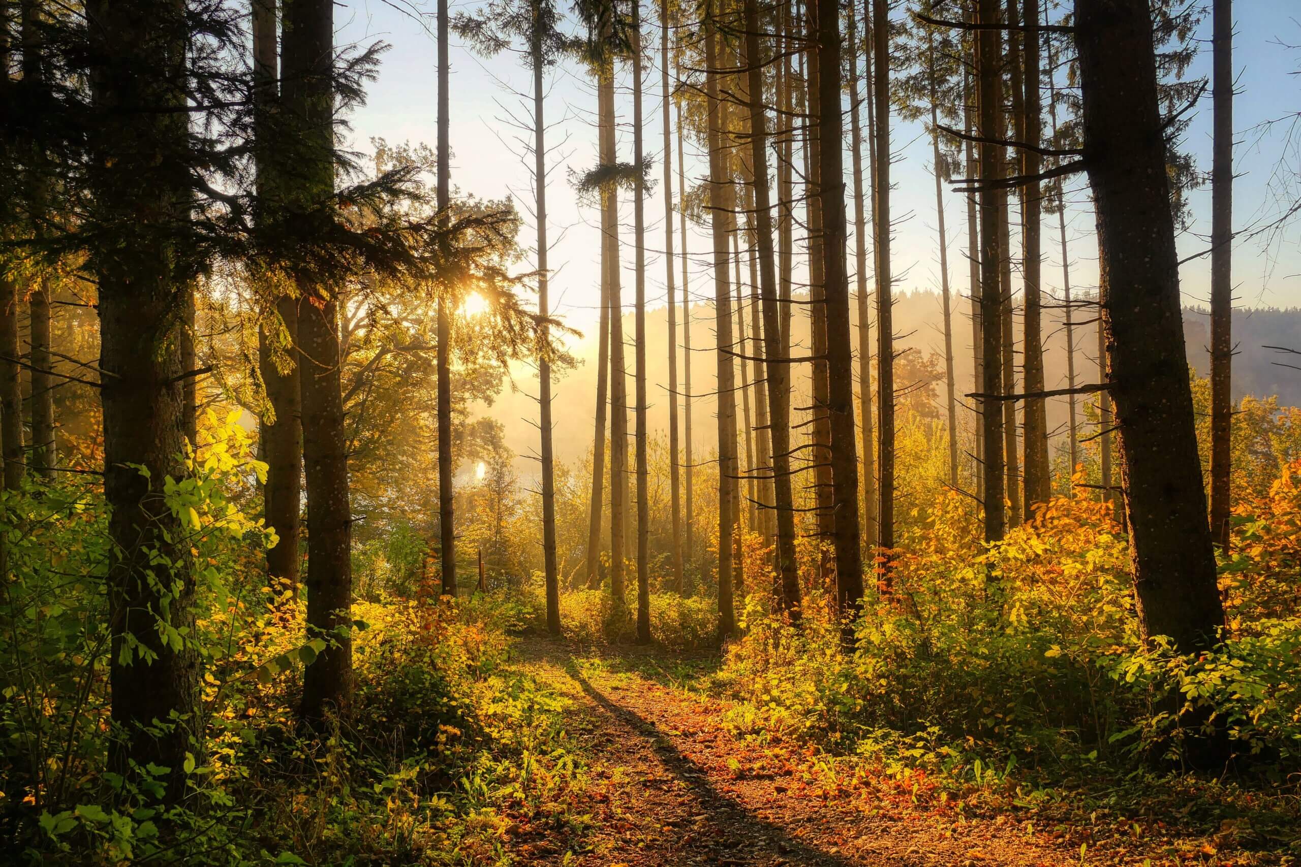 Herbstwald