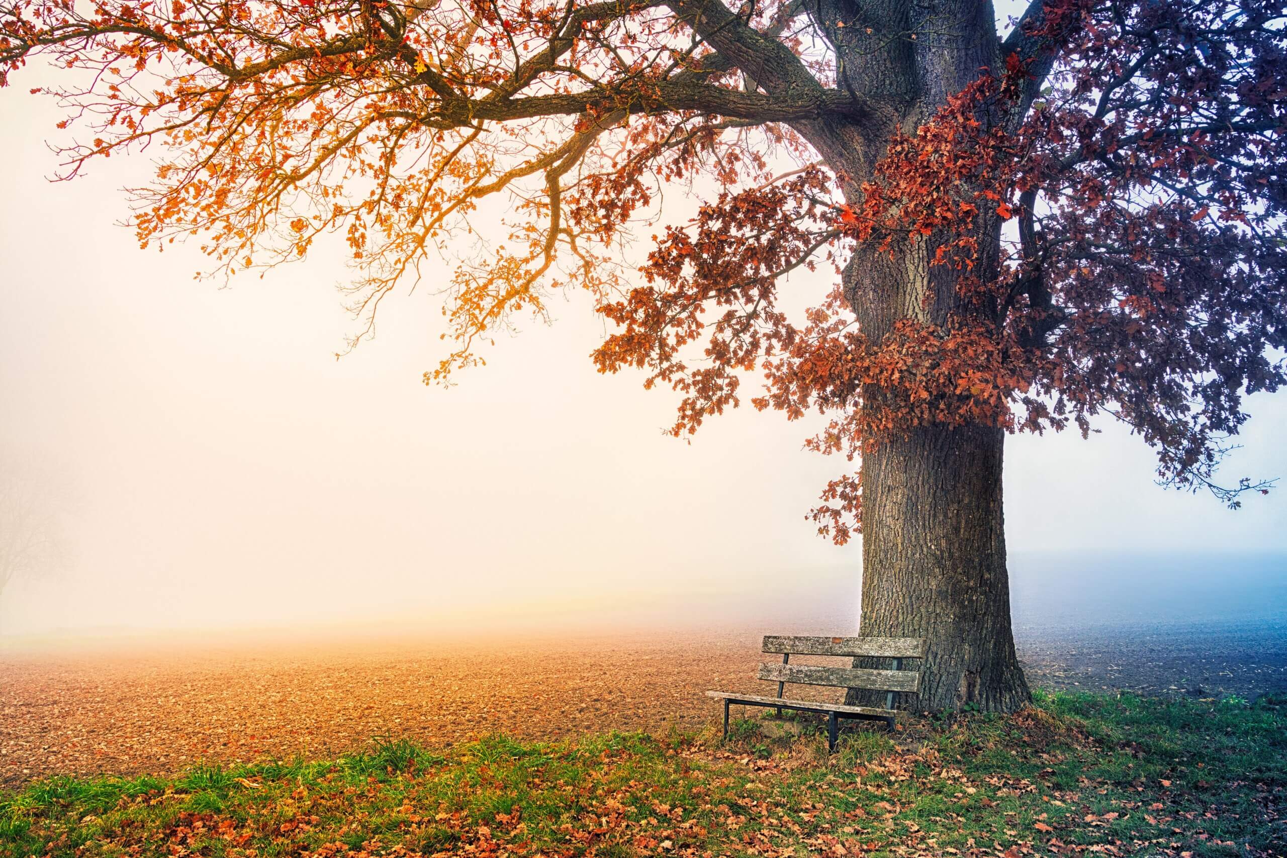 Herbstbaum mit Bank