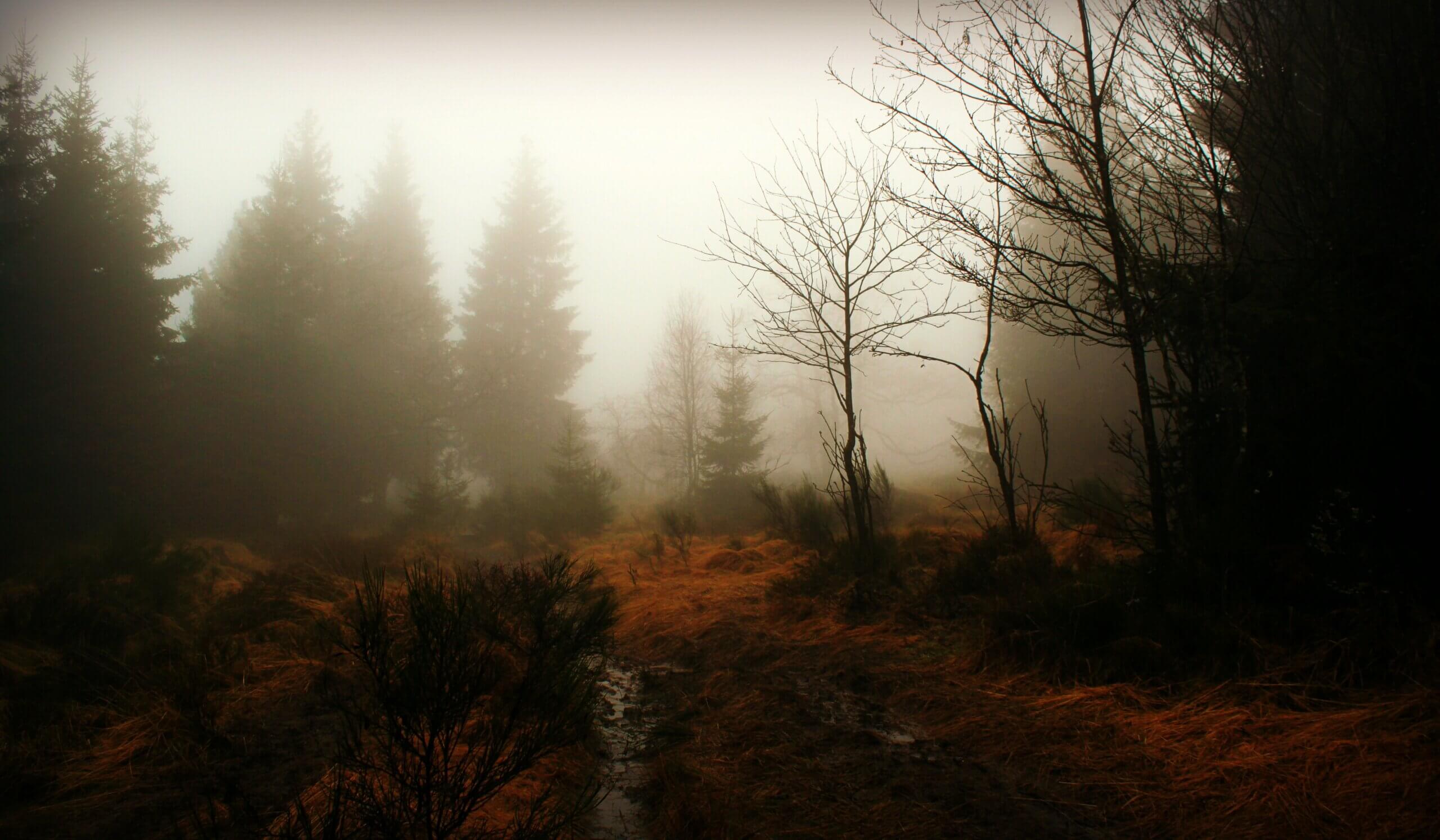 Nebel im Wald