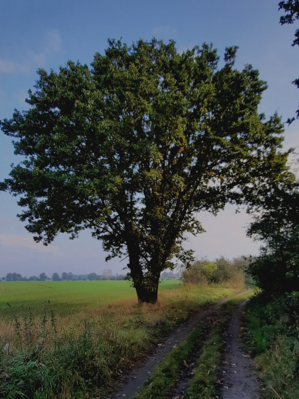 Eiche am Wegrand
